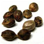 Семена марихуаны АК-47  (Seeds AK-47) в Мариинске